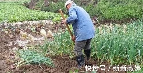 消炎化痰|它是慢性咽炎的“救星”,每天吃一点,消炎化痰, 还你一副好嗓子