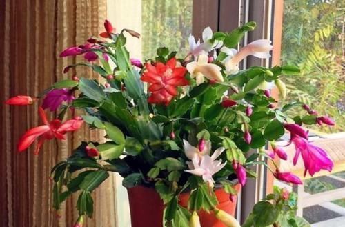 香水|4种花养阳台，旺财又镇宅，还能四季开花，花开不停歇，多彩多姿