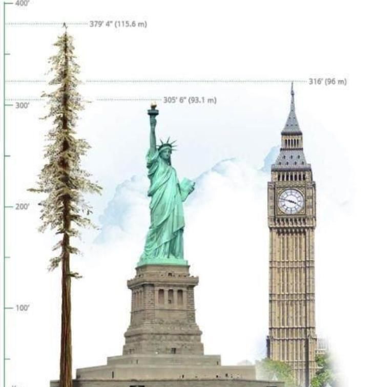 世界上超高的5棵树:每棵都堪比“摩天大厦”,我国这棵叫望天树