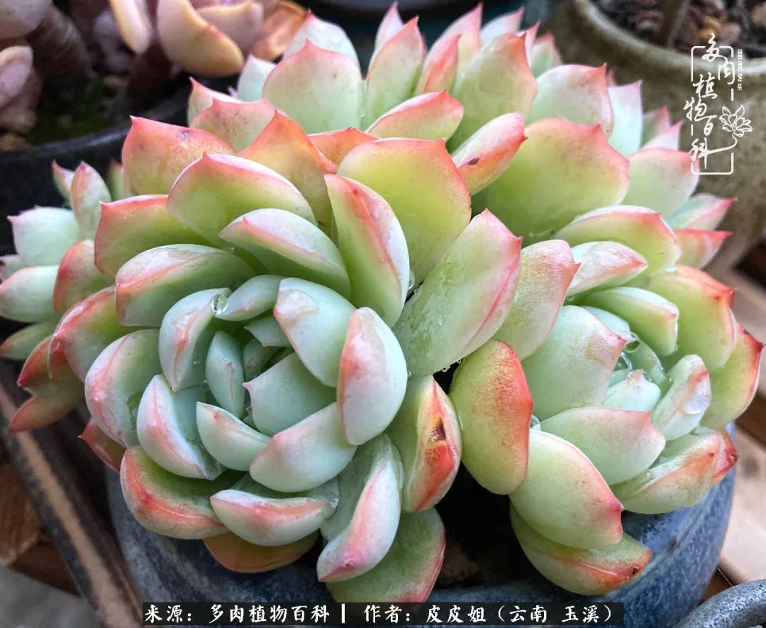 秋黄|柴米油盐的日子,养几盆多肉吧,为生活添几抹色彩!