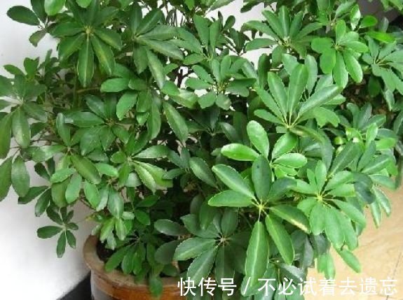 3种花专吸“甲醛、二手烟”,1个月不浇水都能长得旺,你养了吗
