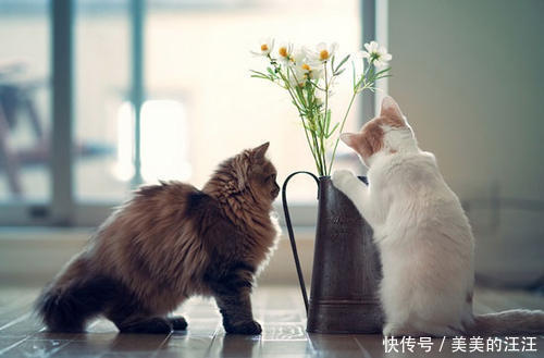 公猫做完绝育不大便