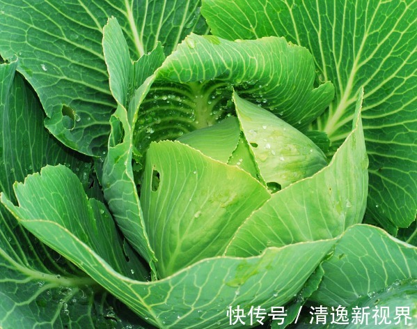 健康长寿|百岁老人长寿秘诀想要健康长寿,多吃以下3种常见食物