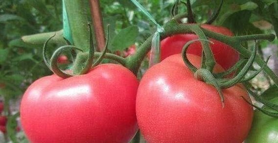 食物|预防身体变老,适合吃的食物,促进消化,活血嫩肤,谁吃谁年轻