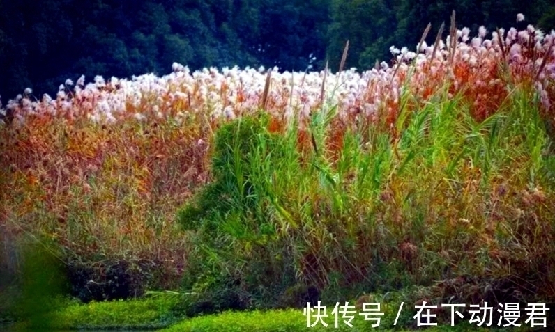 芦花@芦苇摇浪花,昼若飘絮夜似雪海醉了词人诗家,有欢欣也有愁情天涯