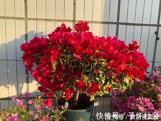 月季|垃圾桶中容易“捡到”的3种花，1分钱不花，养出几十盆，花开爆盆