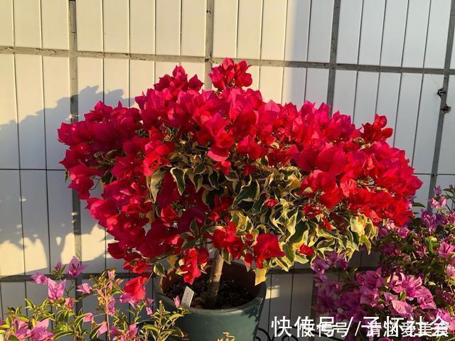 垃圾桶中容易“捡到”的3种花,1分钱不花,养出几十盆,花开爆盆