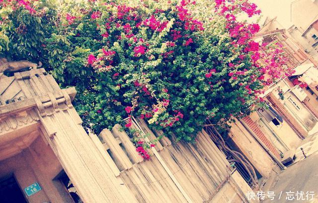 鼓浪屿,人群熙熙攘攘,却打不破厦门这座城市的宁静