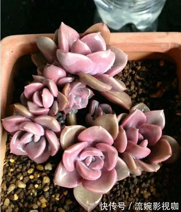 君子兰肥|君子兰肥到流油,长寿花开不断,原来他用了这个小方法!