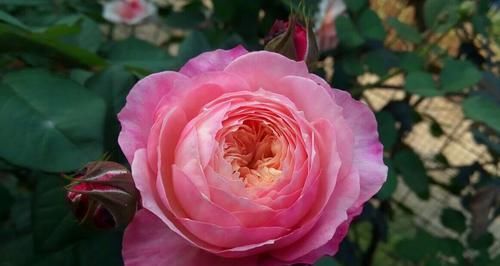 养月季5年，总结出4种盆栽月季，好看又好看，一开就惊艳时光