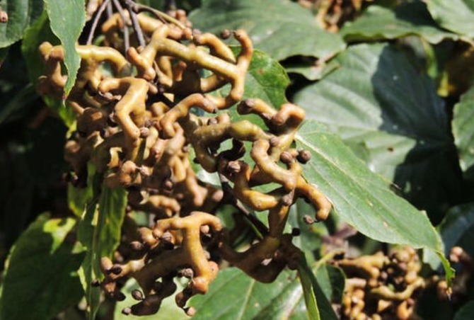 食用价值|农村即将“消失”的野果子,吃过4种正常,全吃过的说明您真老了