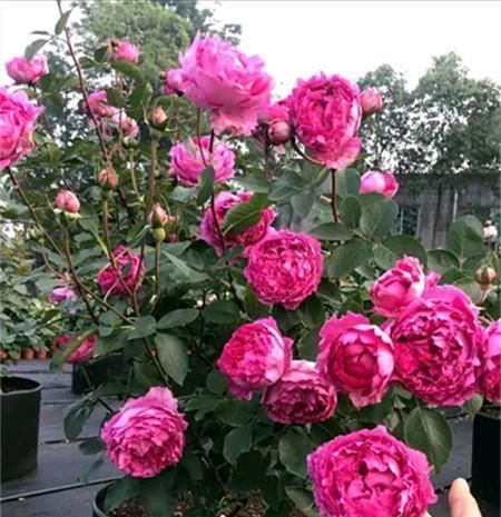 香水|此盆栽花超级香，一花在室，满堂皆香，观赏价值高，四季有花开