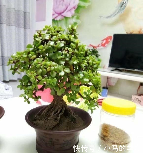 金枝玉叶,别养错了,30天剪一次,精雕细琢,养成盆景才漂亮!