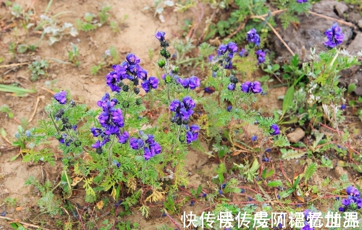 乌头:有着出色的颜值,也是毛骨悚然的剧毒之物,若见到请勿采摘