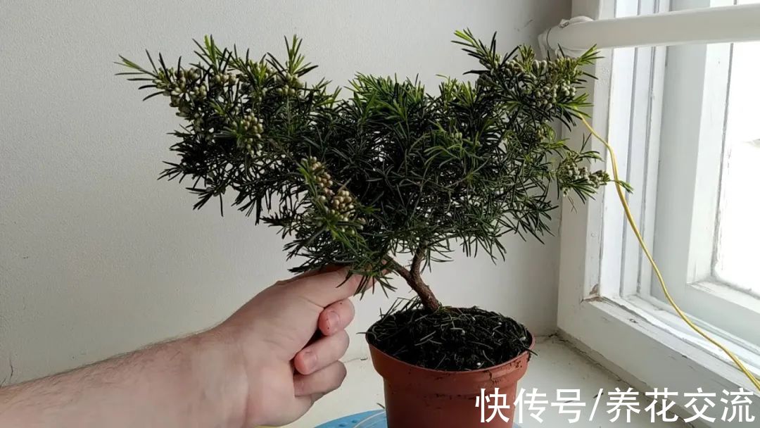 松红梅|松红梅能花开半年，花叶清香，但你家真的适合养吗？