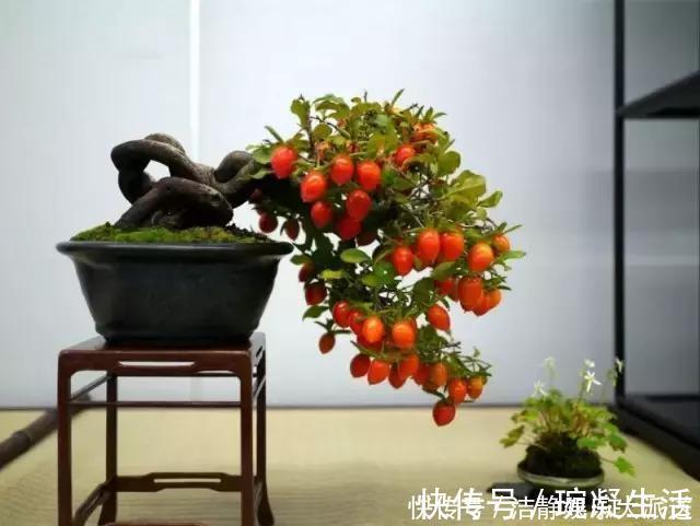 家里摆上10种花,越来越兴旺、发达,个个都是“吉祥”花