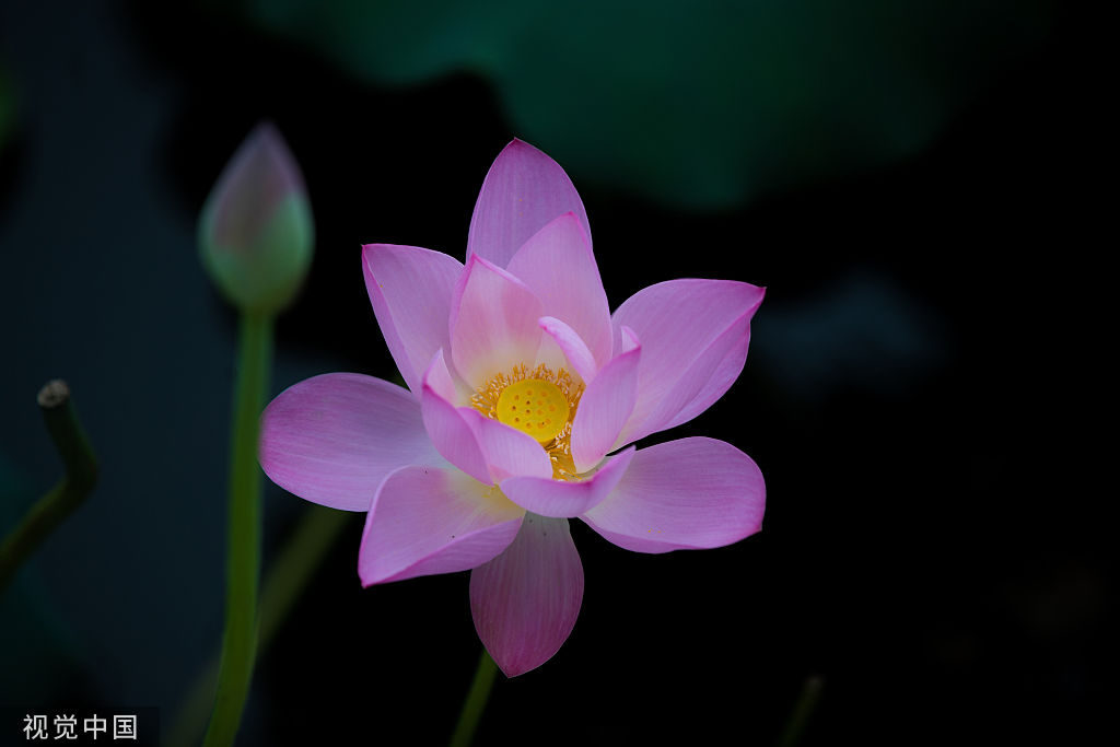 荷叶茶|泉城荷韵