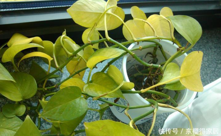 花卉|盆栽养花浇水不简单,常用这4种“水”,容易浇一盆死一盆