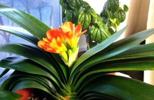 叶片变黄|君子兰叶片发黄怎么办?几招解决面子问题,叶片很快又大又绿