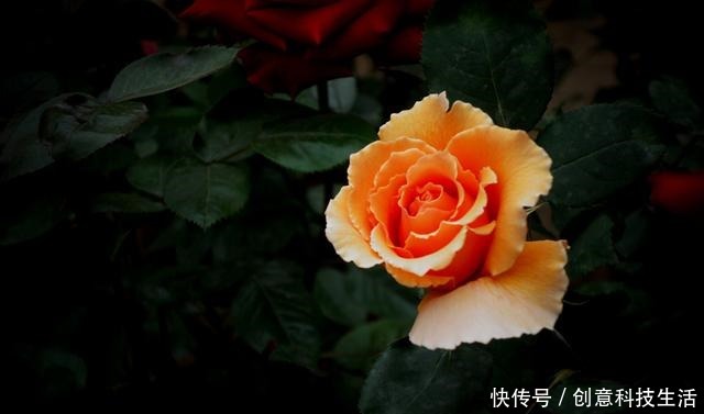 高手如何养月季花赶快记住这几点,枝干粗壮,花开的也美!