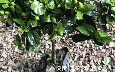 营养杯|导致,新买栀子花短期内,出现萎蔫,罪魁祸首有5点
