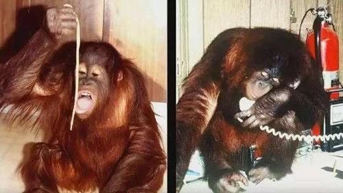 结局|那只被人类养育大，每次考试都及格的红毛猩猩，最后结局如何？