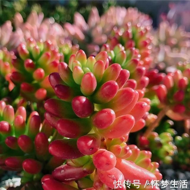 多肉盛夏“浇水经”1分钟学会,度夏不用愁,高温亦无忧