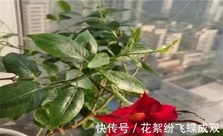 花土|夏天就是种花日，这花养半个月就爆满阳台，路过都要羡慕死！