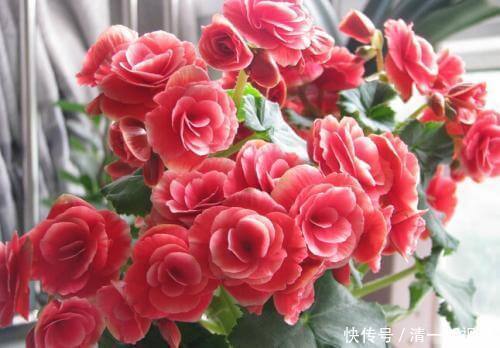 花儿|养丽格海棠,这4个“养护细节”别忽略,花苞多,一年四季开花!