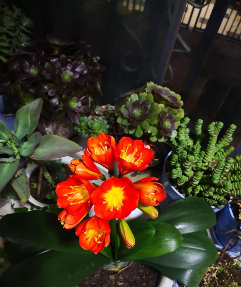 五种“旺宅花”，适合养客厅，一种比一种好养，一个比一个好看