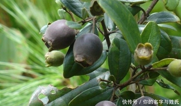 提个醒:在路边遇到这种野果,一定要摘回家,现在了解还不迟