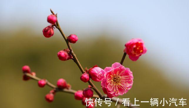 农历九月二十五霜降后，养什么花？以下3种花，吉祥如意财运滚滚
