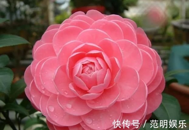 家养3种花,好打理,易爆盆,花开不断,还能旺财