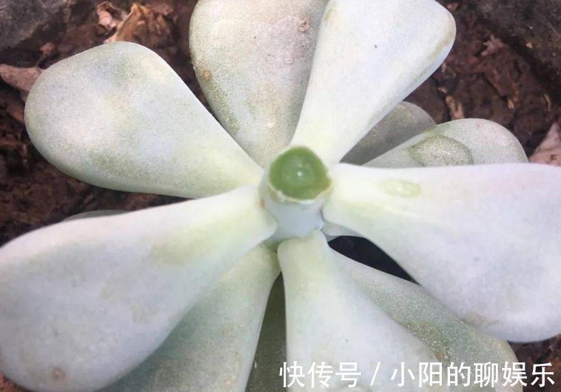 群生|多肉侧芽少怎么办?试试这3种方法,操作简单,爆头效果好