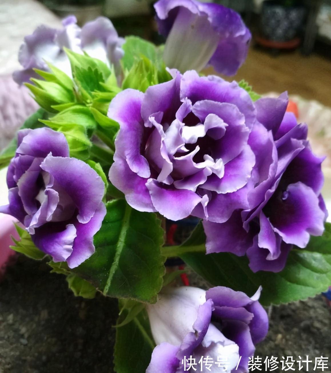 5种“漂亮花”，被名字耽误了一生，花开艳丽，却怕它“不吉利”