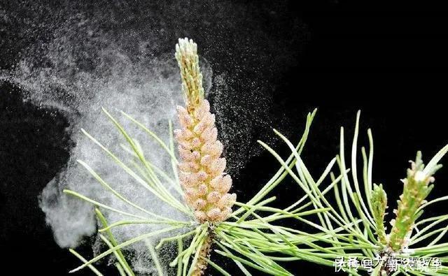 松针叶|松树有多少种类它全身的价值又有多高