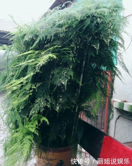 11月养文竹,经常做这“三件事”,安全过冬,猛长新芽和笋芽