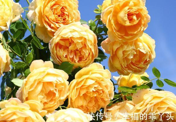 最值得入手的月季,黄金庆典