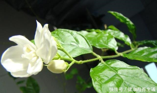 茉莉想多窜芽土里加“一料”，猛窜芽叶绿如绿，开出层叠群花！