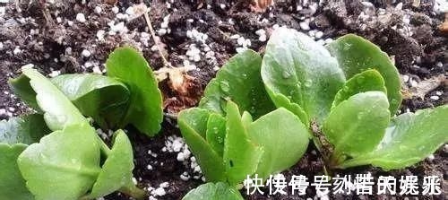 蟹爪兰|养花爱好者看过来这15种花现在“扦插”，生根快，一个周就长芽