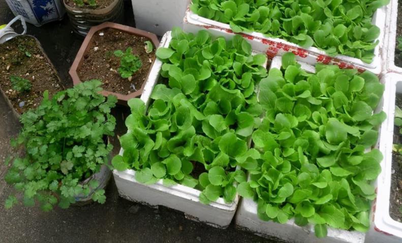 养花|路边土、园区土养花不够肥?掺点它,肥得流油,养啥旺啥