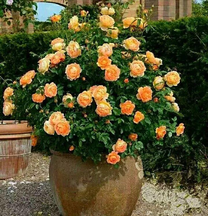 30斤的大水缸,拿来养花成宝贝,怪不得都抢着要