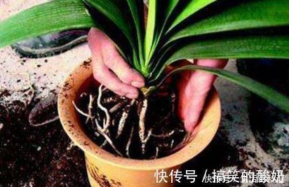 自来水|盆土太硬了？用它泡一泡，浸盆浇，土壤透气有营养，还养根