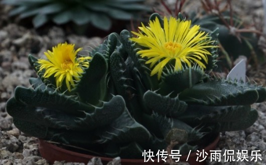 喜欢菊花不如养一盆“肉黄菊”,造型奇特,植株矮小适合盆栽养
