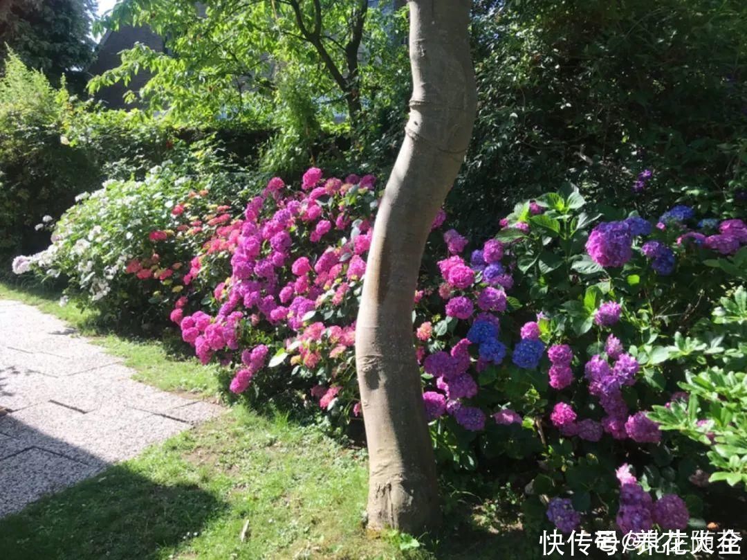 入夏前，10种花要赶紧施肥，不然以后没花看