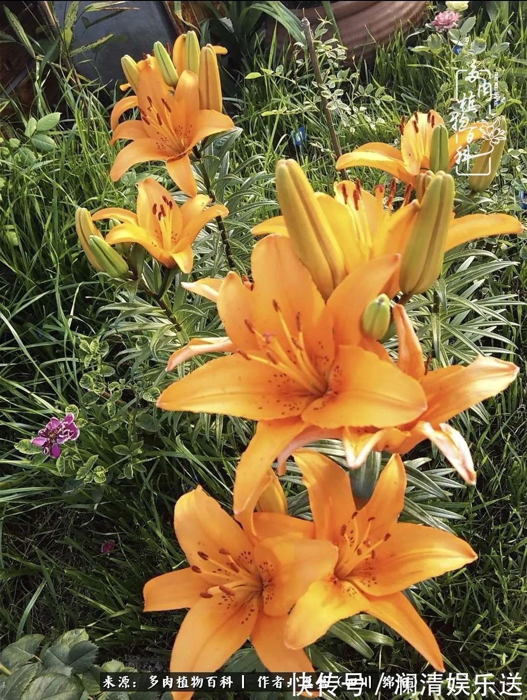 一定要爱着点什么,恰是草木对光阴的柔情!