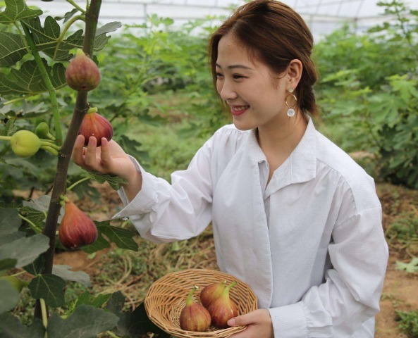 无花果|此果是货真价实的“生命之果”,不但好吃到逆天,营养也忒丰富了