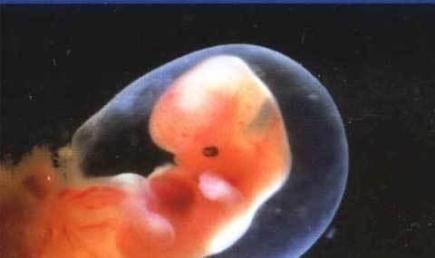 月经周期|胎心胎芽出现的时间,为何有早有晚?这3个原因很说明问题