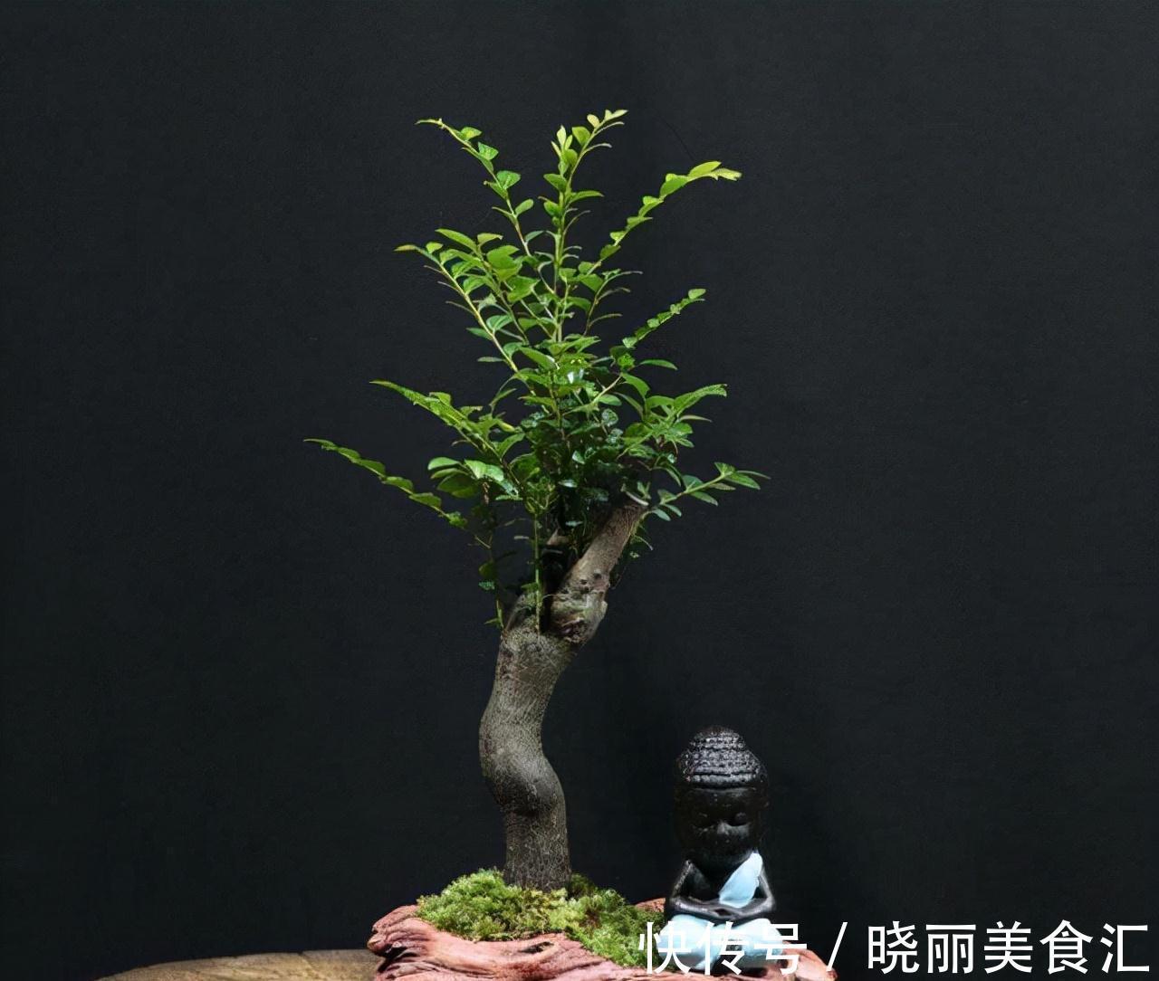 小叶紫檀,盆栽做到这2点,枝叶可散发出香味,令人神清气爽