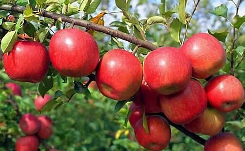 女人不想顯老，多吃以下3種食物，緩解疲勞，滋養肌膚，顯年輕